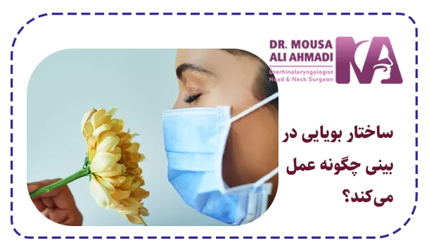 ساختار بویایی در بینی چگونه عمل می‌کند؟